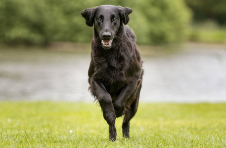 平衣猎犬