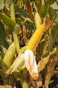 玉米棒在字段中成长