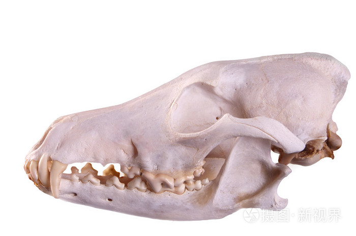 郊狼 犬属latrans 在黑色背景上的头骨照片 正版商用图片06f1l6 摄图新视界