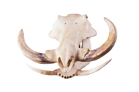 黑色背景上非洲疣猪头骨照片