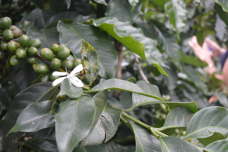咖啡店配有绿色咖啡豆。越南多云晴朗的一天。咖啡种植园, 阿拉比卡, 巴斯卡