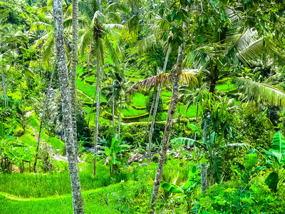 在印度尼西亚巴厘岛绿色水稻梯田