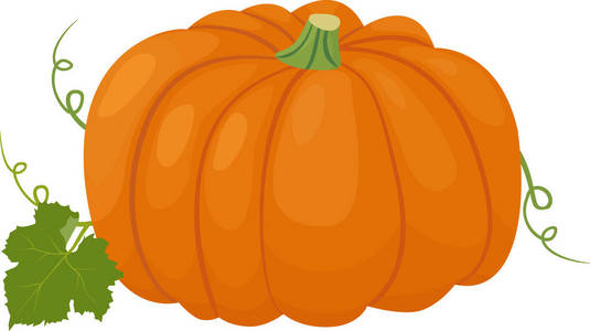 橙色南瓜矢量插图。秋季蔬菜