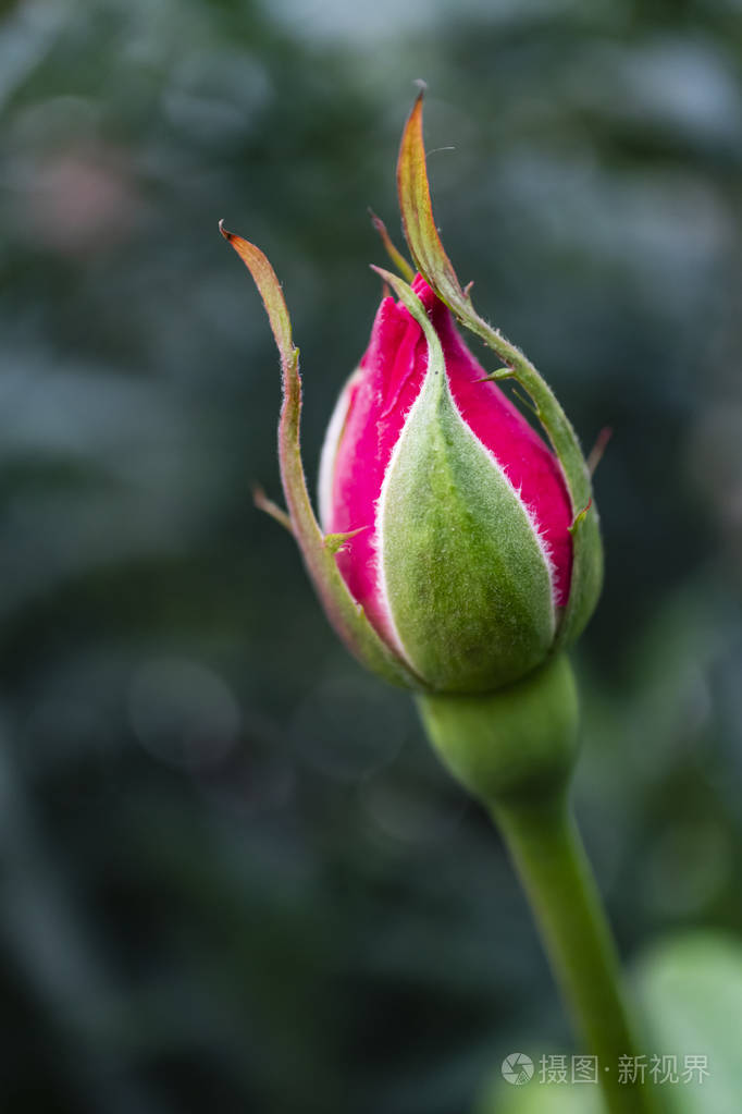 特写粉红色玫瑰芽在自然界中