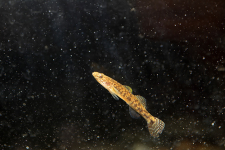 在日本浮鰕虎鱼 Chaenogobius 链