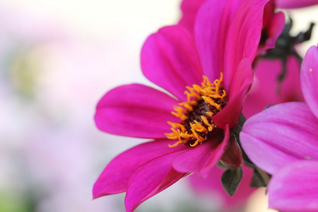 紫色大丽花鲜花