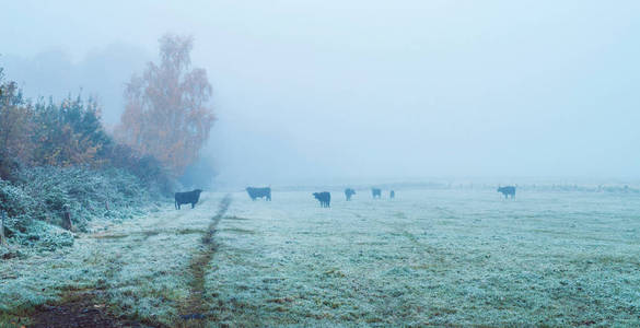 薄雾草原上的黑母牛群