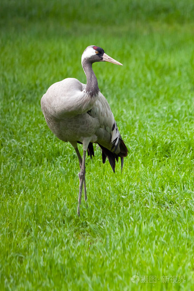 灰鹤在草地上四处寻觅