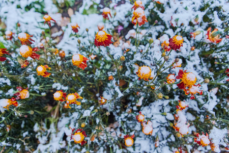 第一场雪落在橙色和黄色的花朵上。花冻死于第一霜