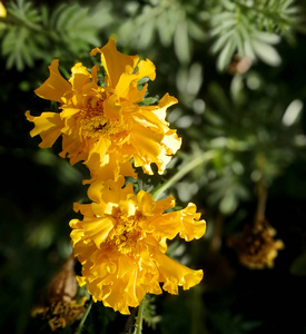 黄色的万寿菊在花园里满是阳光