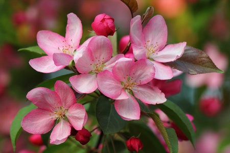 粉红色苹果花
