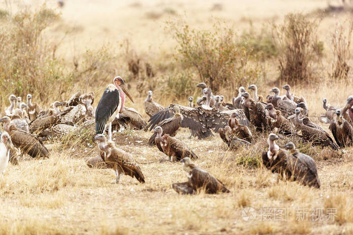 肯尼亚非洲草丛中的一大群清道夫鸟