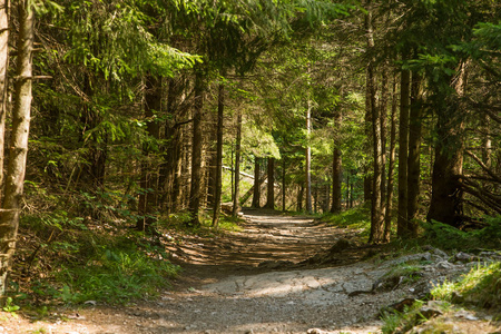 在斯洛伐克低 Tatra 地区的一条美丽的徒步小径。在山和森林中行走的道路。夏季景观