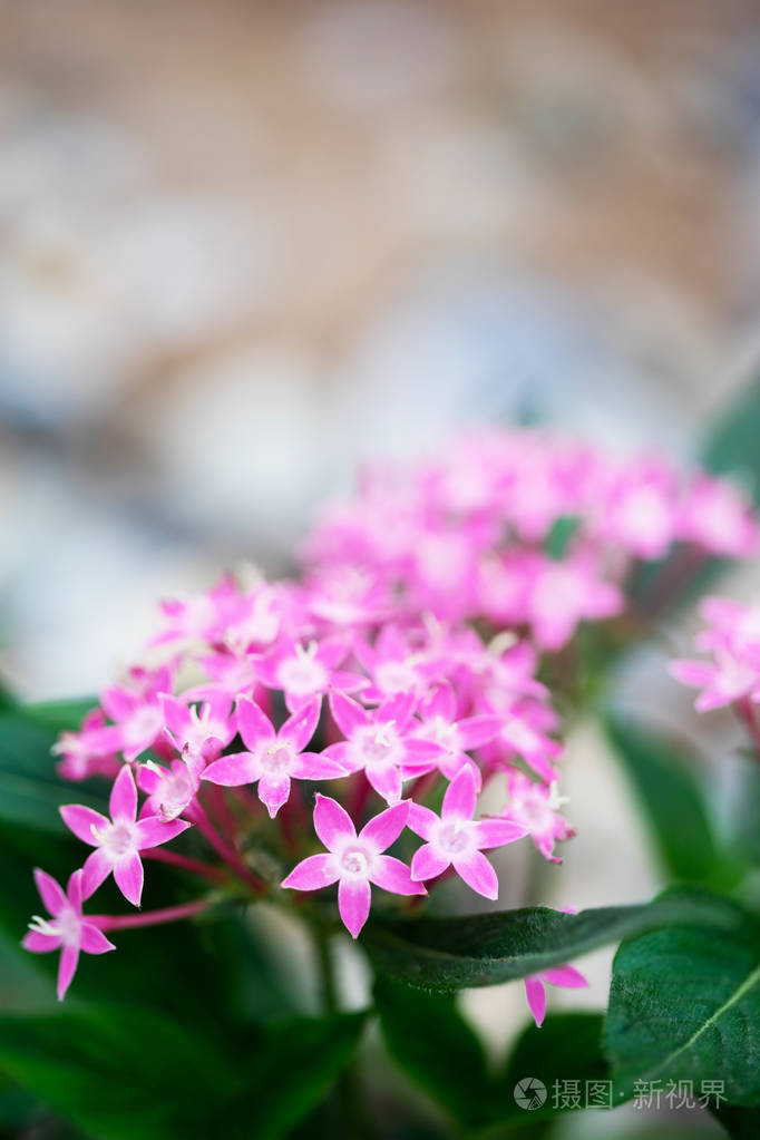 Pentas 杉木或埃及星簇花盛开在花园里