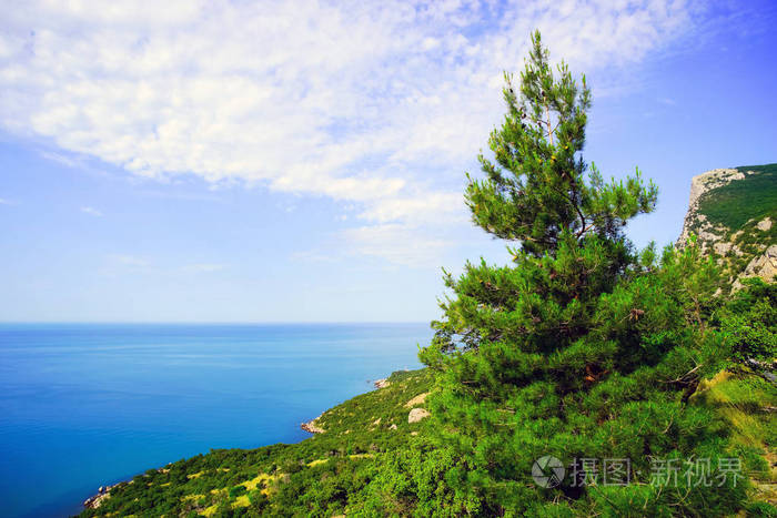 海岸边的幼松树