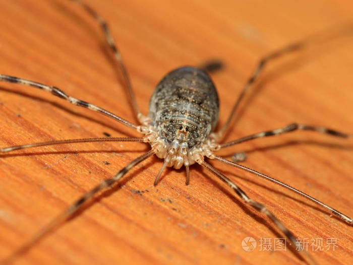 木质表面的大型森林蜘蛛