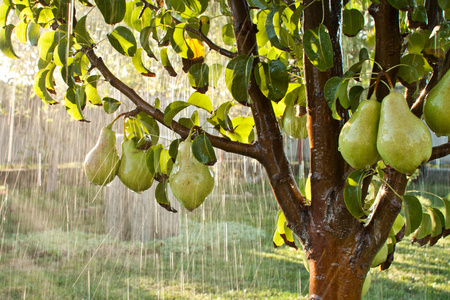 一棵梨树下着滂沱大雨.用水绿色梨果实滴在树枝上.果园照片