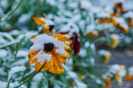 第一场雪落在橙色和黄色的花朵上。花冻死于第一霜