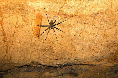 大蜘蛛在洞穴, Ankarafantsika 保护区, 马达加斯加