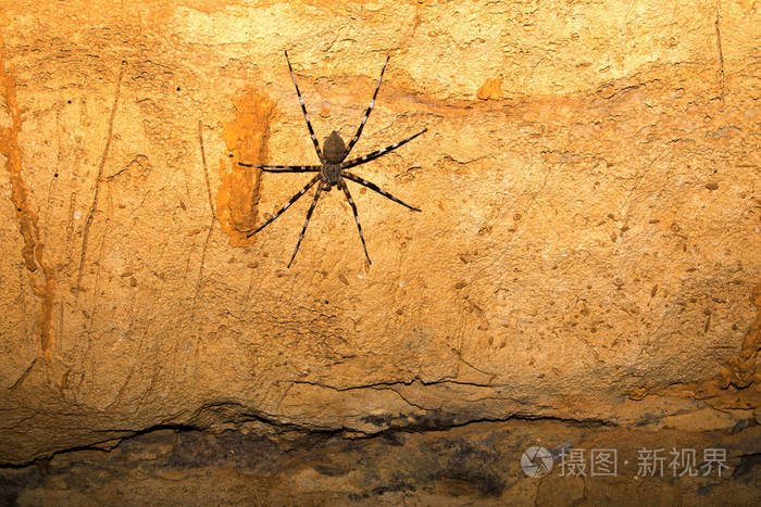 大蜘蛛在洞穴, ankarafantsika 保护区, 马达加斯加