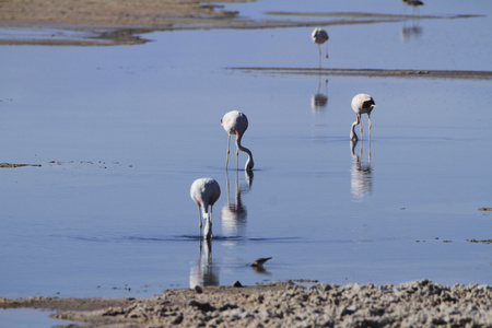 在佛兰明高储备在阿塔卡马 salar de flamengos