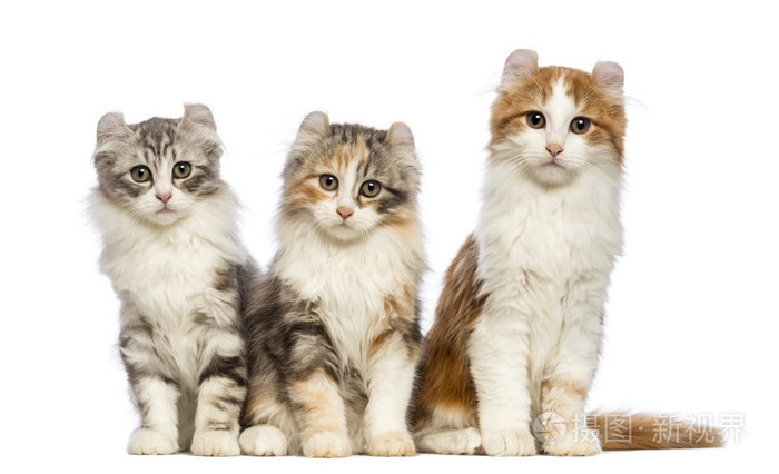 三个美国卷毛小猫，3 个月大的坐，看着在白色背景前的相机