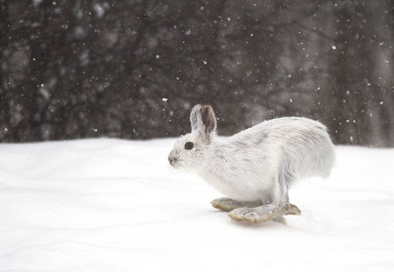 雪野兔 兔木犀 在飘落的雪中奔跑