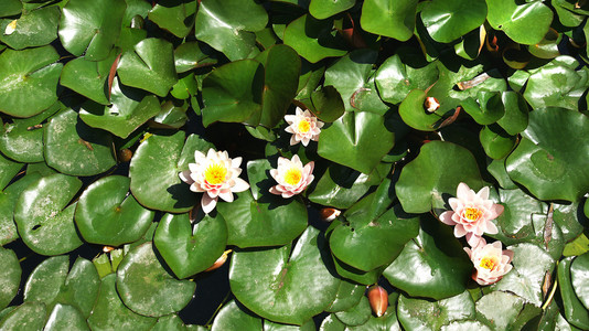 水生植物和花朵图片