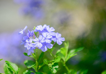 海角 leadwort 或白色白花, 白花榕在庭院里