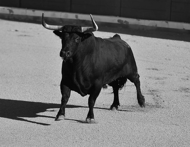 西班牙斗牛在西班牙斗牛场