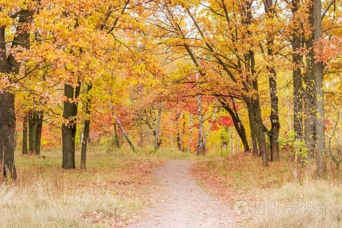 落叶树与秋叶 枯萎草和落叶之间的森林小径照片 正版商用图片06fk3m 摄图新视界