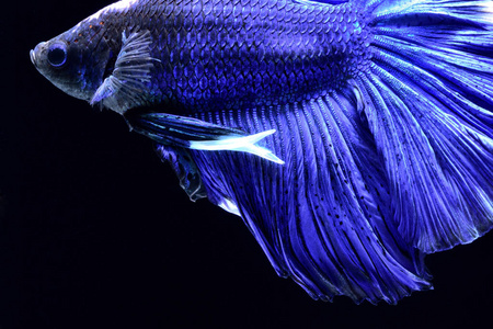 超级蓝 betta 暹罗格斗鱼.头部为白色, 插入红色.