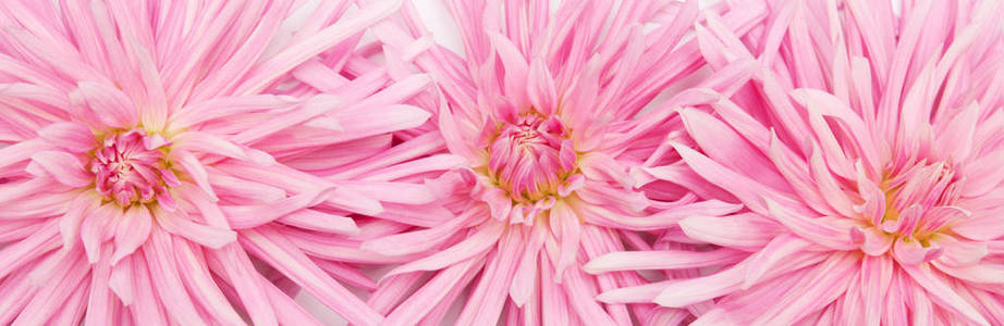 夏季开花粉红色大丽花框架, 选择性焦点, 浅自由度