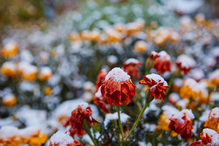 第一场雪落在橙色和黄色的花朵上。花冻死于第一霜