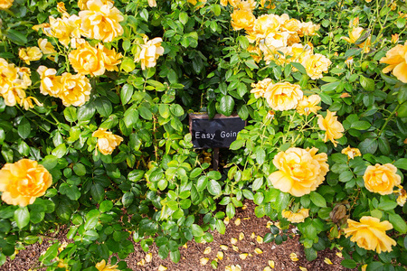 春天花园里美丽的黄玫瑰花丛.玫瑰园照片