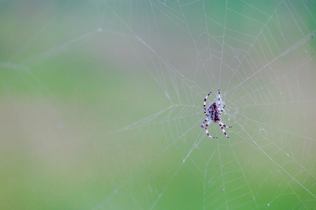 蜘蛛在其 web 等