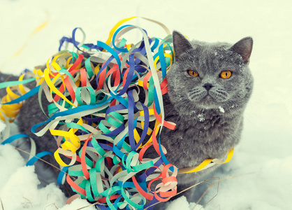 一个蓝色的英国短猫的肖像纠缠在五颜六色的圣诞箔。猫漫步在雪室外