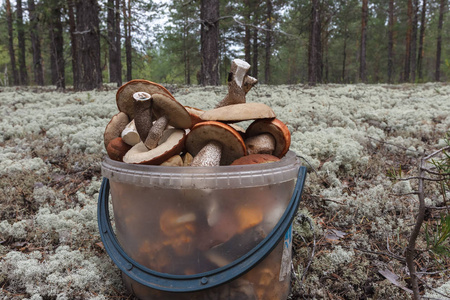 满的蘑菇的桶。西伯利亚，俄罗斯