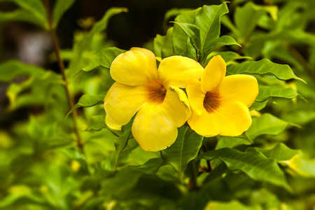 马达加斯加黄色阿拉曼达照片