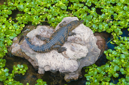 鳄鱼小手工图片