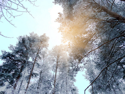 雪霜与阳光光束冬季风景林图片