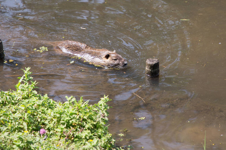 海狸鼠海狸鼠 海狸鼠 在水河大鼠自然生境中的游泳