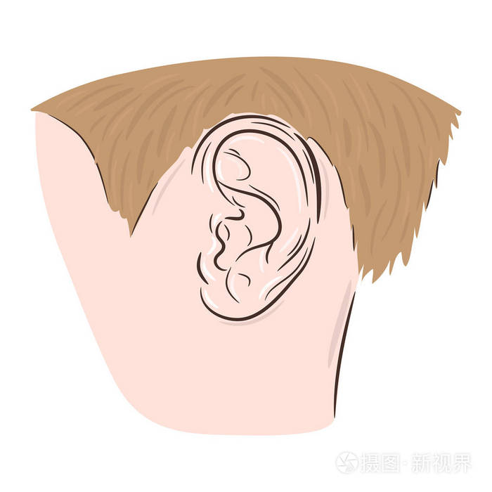 人耳的矢量图示