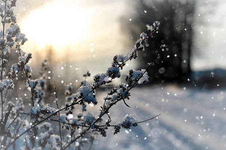 景观雪草宏树冬