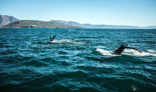 鲸鱼在冰岛海湾中的水