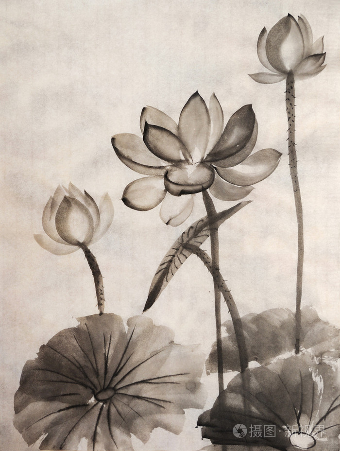 水彩绘画的莲花