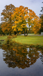 在瑞典哥德堡 slottskogen 一棵满是秋天颜色的树的倒影