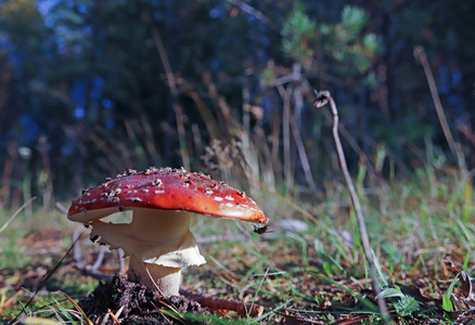 跳舞蘑菇。蘑菇喏。鹅 muscaria 在草丛树枝和苔藓之间靠近。阳光明媚的秋日, 在北德文斯克 Yagry 的松树林