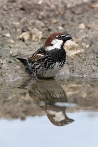 西班牙麻雀 过客 hispaniolensis 单身男性