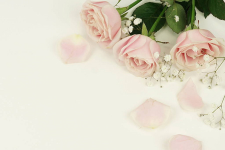 假日复制空间粉红色玫瑰和花瓣在白色背景的插花.假日概念.